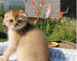 Кошки в Новочебоксарске: Вислоухий котик  Мальчик, Бесплатно - фото 2