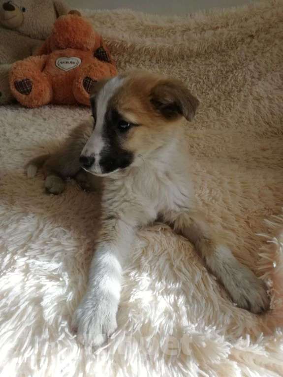 Собаки в Краснодаре: Бетховен Мальчик, Бесплатно - фото 7