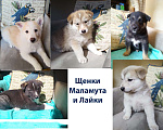 Собаки в Казани: Щенки Мламута и Лайки Мальчик, 1 000 руб. - фото 2