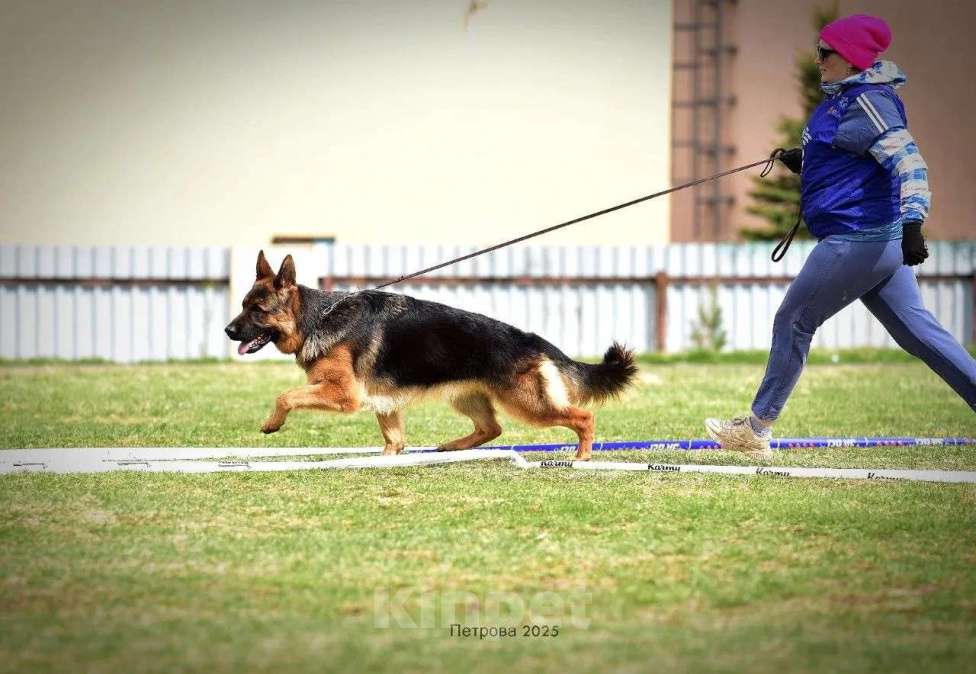 Собаки в Юрге: Щенки немецкой овчарки с документами РКФ Мальчик, Бесплатно - фото 2
