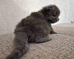 Кошки в Армавире: Продаю котят Мальчик, 5 000 руб. - фото 5
