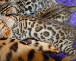 Кошки в Колпашево: Бенгальские котята, 15 000 руб. - фото 8