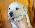 Собаки в Солнечногорске: Лабрадор палевый мальчик для резервирования РКФ Мальчик, 100 000 руб. - фото 3