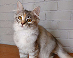 Кошки в Москве: сибирские котята Мальчик, 25 000 руб. - фото 9