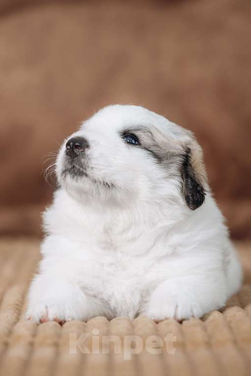 Собаки в Тюмени: Щенки. Пиренейская Горная Собака Разнополые, Бесплатно - фото 6