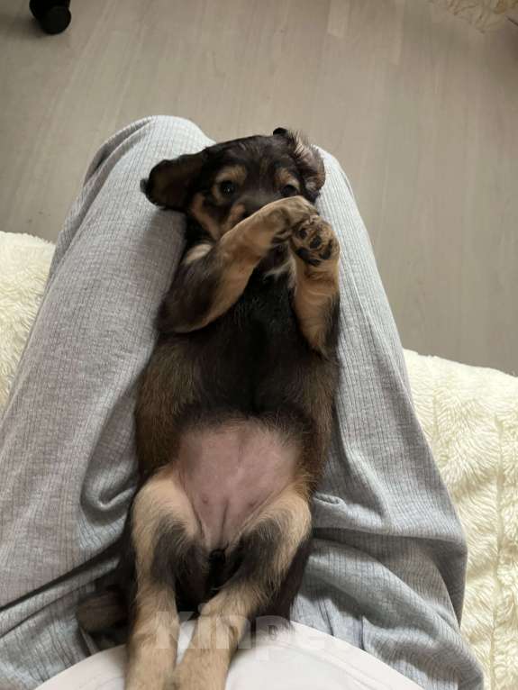 Собаки в Краснодаре: Щенок  Девочка, 1 000 руб. - фото 3