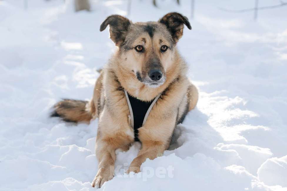 Собаки в Москве: Мойра Девочка, Бесплатно - фото 2