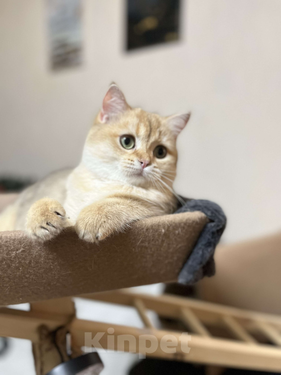 Кошки в Москве: Шотландский котенок  Девочка, 35 000 руб. - фото 2