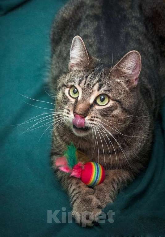 Кошки в Москве: Шикарный шпротный кот Вася в добрые руки Мальчик, Бесплатно - фото 2