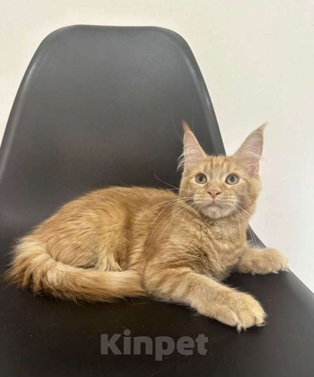 Кошки в Нижнем Новгороде: Котенок породы Мейн-кун Мальчик, Бесплатно - фото 1
