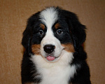 Собаки в других городах Московской области: Бернский зенненхунд Девочка, 120 000 руб. - фото 9