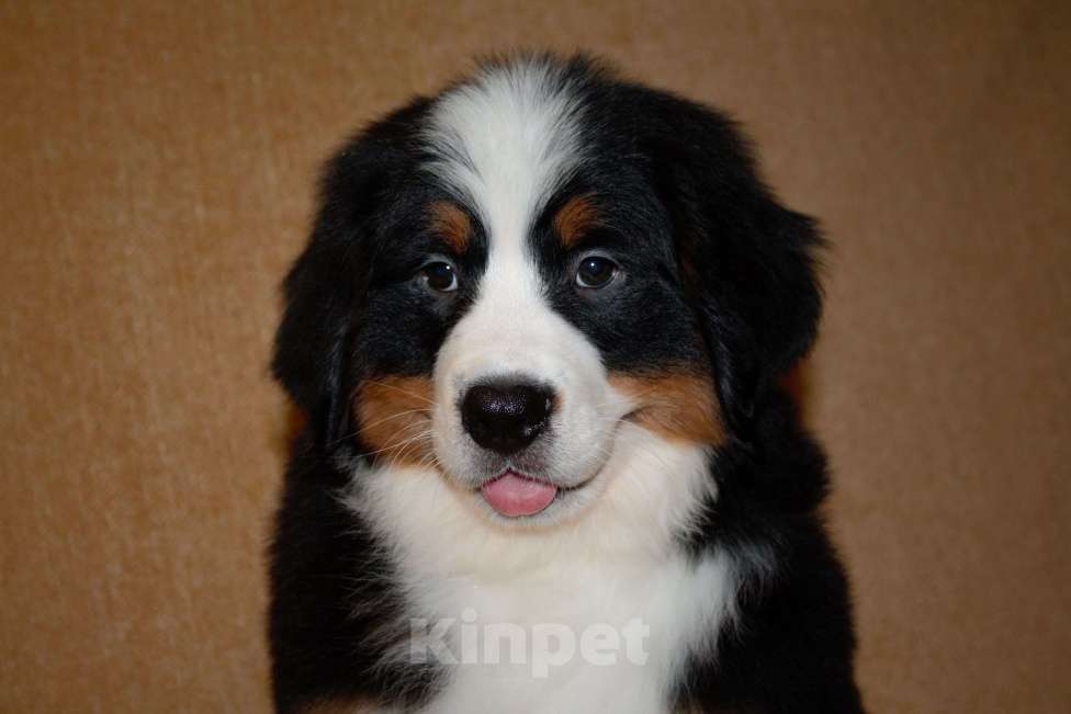 Собаки в других городах Московской области: Бернский зенненхунд Девочка, 120 000 руб. - фото 9