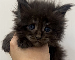 Кошки в Иркутске: Котенок мейн-кун Девочка, 25 000 руб. - фото 1