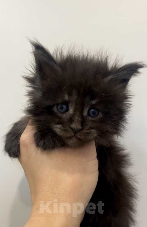 Кошки в Иркутске: Котенок мейн-кун Девочка, 25 000 руб. - фото 1