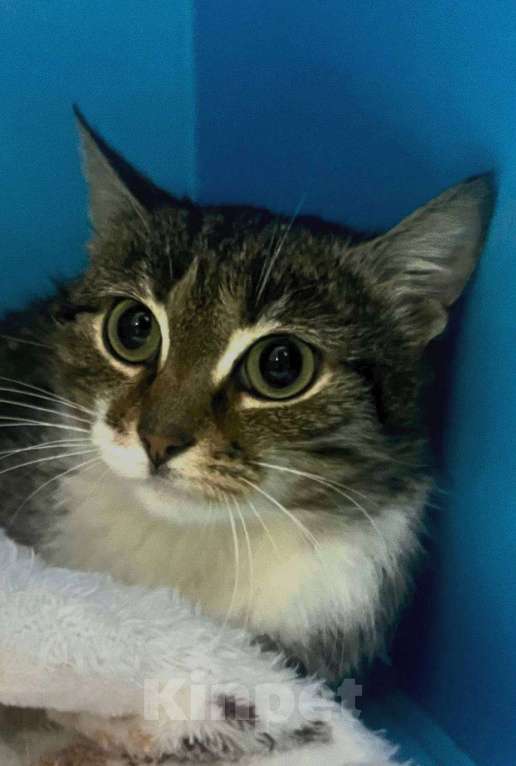 Кошки в Москве: Котёнок ищет семью Девочка, Бесплатно - фото 2