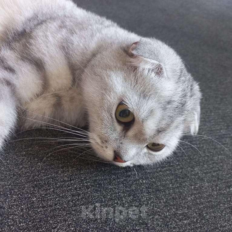 Кошки в Салавате: шотландский вислоухий  Мальчик, 1 руб. - фото 3