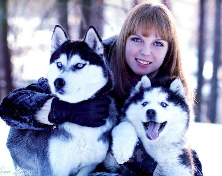 Собаки в Вологде: Кавалеры хаски для вязки, щеночки на продажу, 123 руб. - фото 1