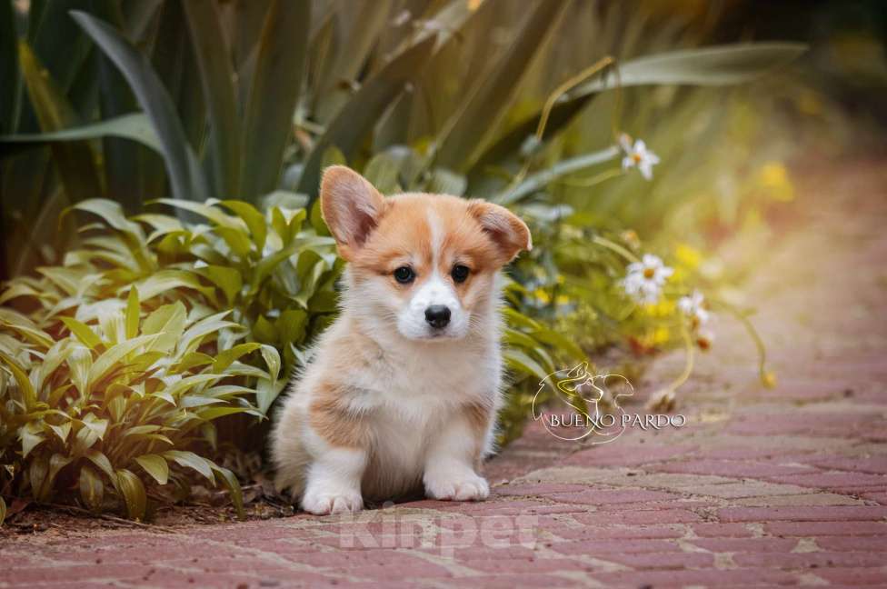 Собаки в Москве: коржики щенки Мальчик, 60 000 руб. - фото 8