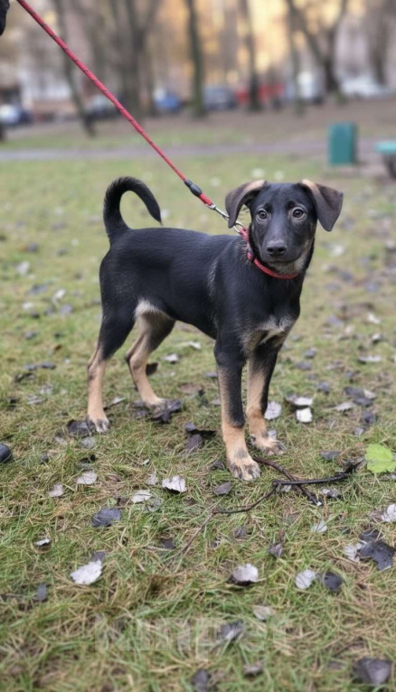 Собаки в Москве: Щенок Парсифаль ищет Вас для большой дружбы! Мальчик, Бесплатно - фото 3