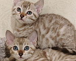 Кошки в Москве: Бенгальский котенок  Девочка, 25 000 руб. - фото 2
