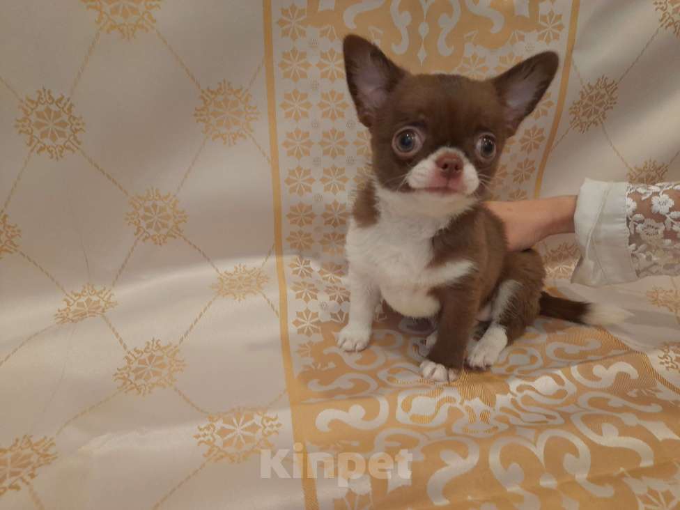 Собаки в Москве: Шоколадный красавчик Мальчик, 40 000 руб. - фото 4