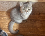 Кошки в Калуге: Британский котёнок Мальчик, 20 000 руб. - фото 1