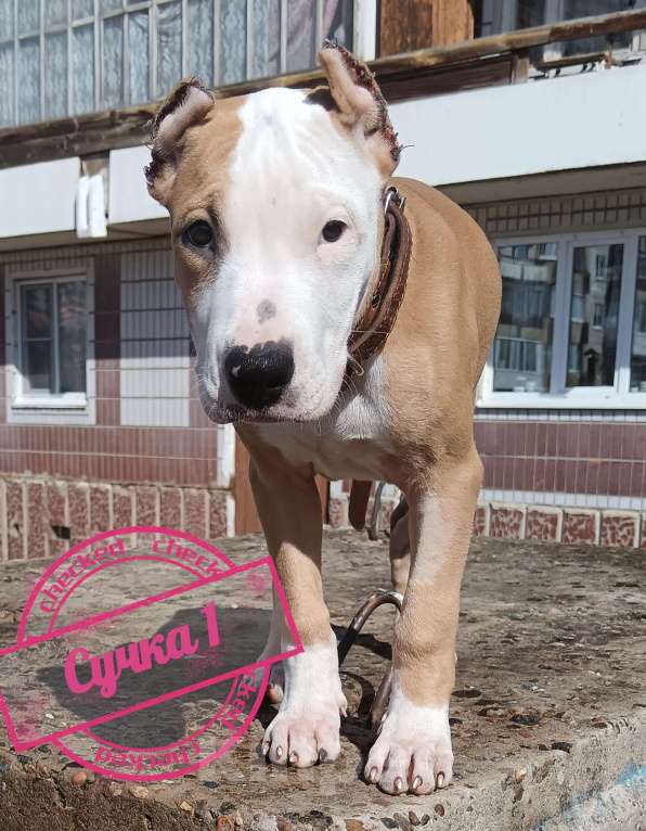 Собаки в Томске:  Стаффорд девочка Девочка, 35 000 руб. - фото 2