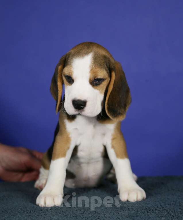 Собаки в Москве: Щенки бигль п-к Кара Урус Разнополые, 50 000 руб. - фото 3