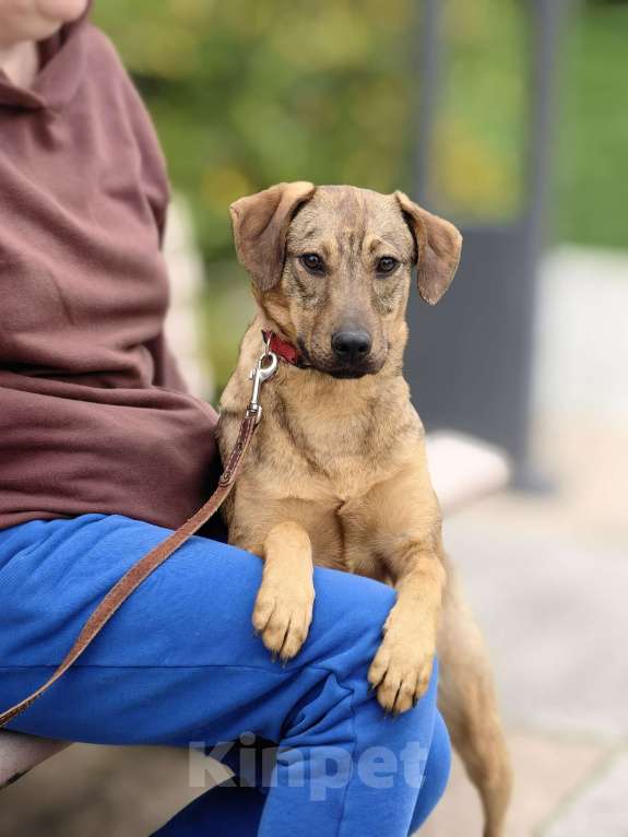 Собаки в Чехове: Алиса - идеальная собака для квартиры Девочка, Бесплатно - фото 9