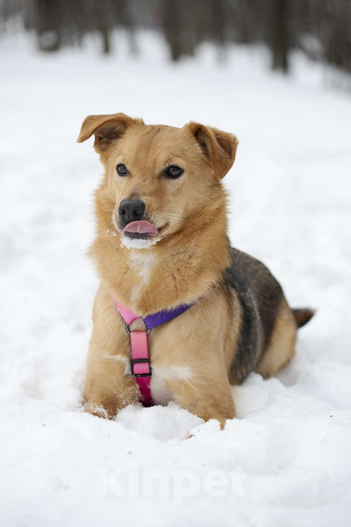Собаки в Москве: Небольшая ласковая Лаванда в добрые руки Девочка, Бесплатно - фото 6