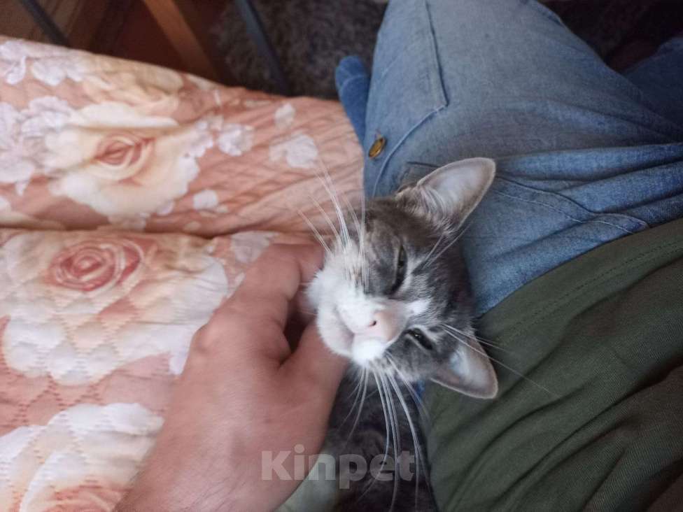 Кошки в Москве: Тимон Мальчик, Бесплатно - фото 2