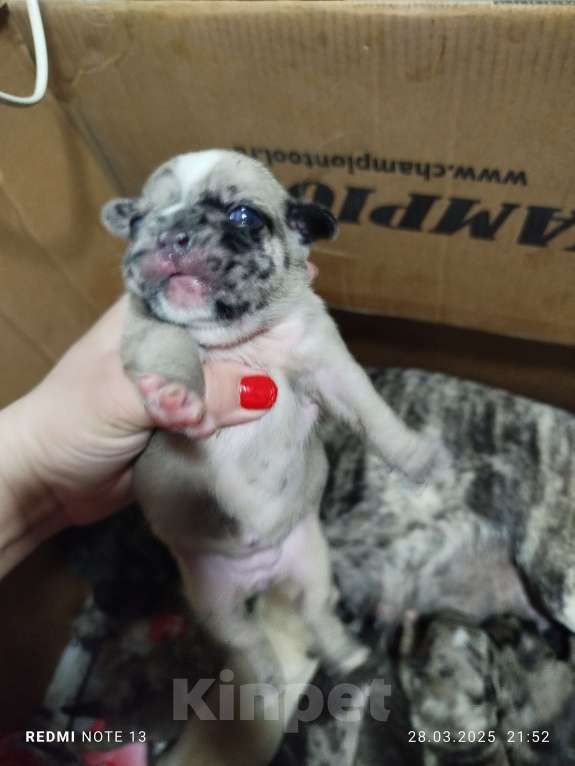 Собаки в других городах Ставропольского края: Продам цветных мопс. Тигровые, Мерле.  Мальчик, 25 000 руб. - фото 8