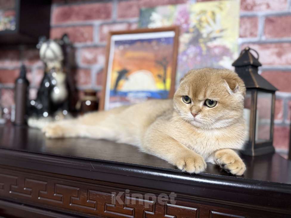 Кошки в Краснодаре: Золотой котик Мальчик, 50 000 руб. - фото 3