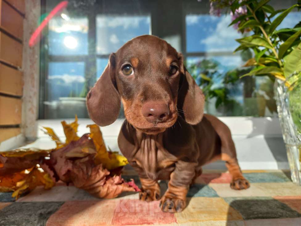 Собаки в Екатеринбурге: Щенок таксы Мальчик, Бесплатно - фото 1