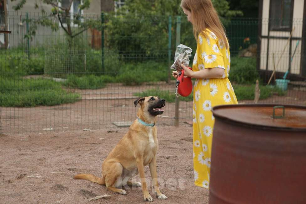 Собаки в Санкт-Петербурге: Собака Лайма Девочка, Бесплатно - фото 2