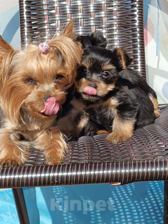 Собаки в других городах Московской области: Мини щенок породы йоркширский терьер Мальчик, 40 000 руб. - фото 5