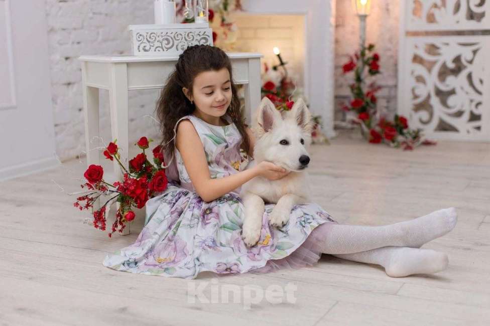 Собаки в Симферополе: Продаются щенки белой швейцарской овчарки Девочка, 35 000 руб. - фото 2