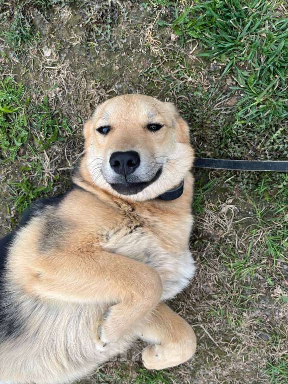 Собаки в Москве: Вики, хитрюга-щенок Девочка, Бесплатно - фото 4