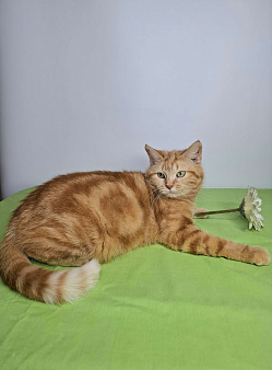 Сания будет на выставке-пристройстве в Москве