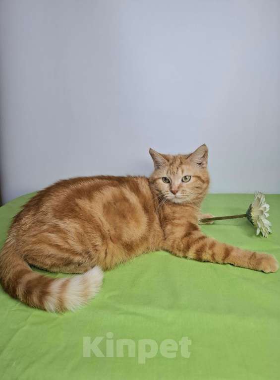 Кошки в Москве: Сания будет на выставке-пристройстве в Москве Девочка, Бесплатно - фото 1