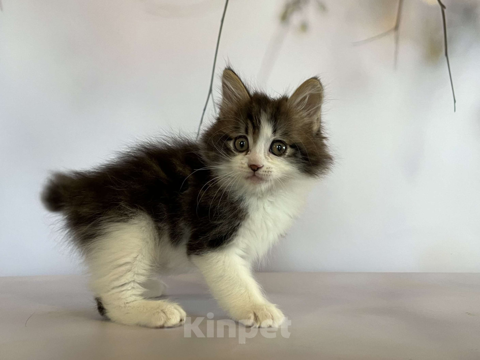 Кошки в других городах Московской области: Rock-n-Roll of Rufus Vallis Мальчик, 45 000 руб. - фото 5