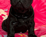 Собаки в других городах Омской области: Французский бульдог, щенки  Мальчик, 55 000 руб. - фото 1