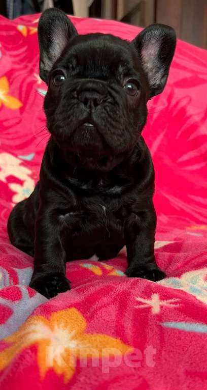 Собаки в других городах Омской области: Французский бульдог, щенки  Мальчик, 55 000 руб. - фото 1