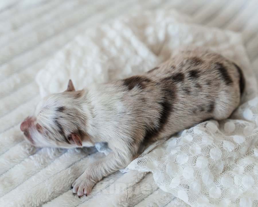 Собаки в Москве: Мальчик мрамор Документы РКФ бордер колли Мальчик, 110 000 руб. - фото 5