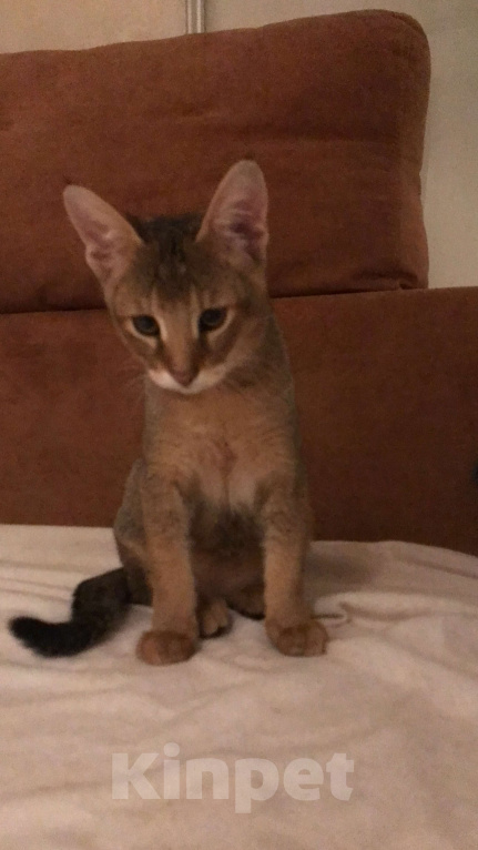 Кошки в Магнитогорске: Своенравная девочка чаузи ф1  Девочка, 65 000 руб. - фото 4