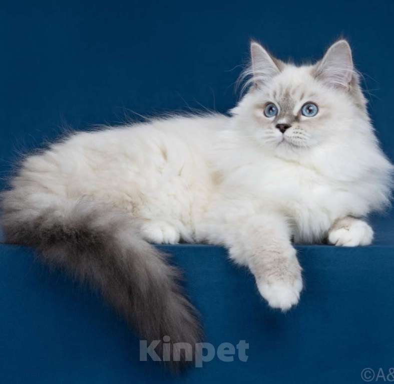 Кошки в Москве: Сибирские ( Невские маскарадные котята) Девочка, 70 000 руб. - фото 2