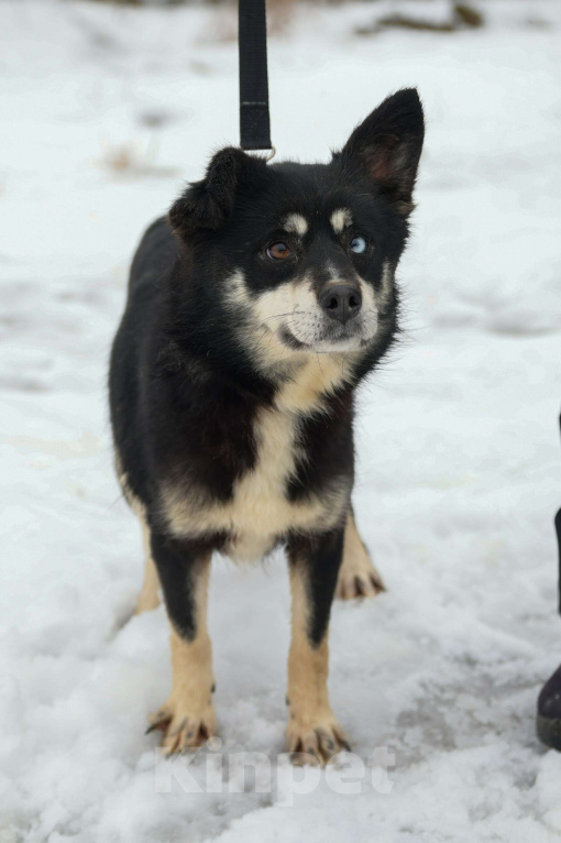 Собаки в Москве: Небольшая собачка в добрые руки Девочка, Бесплатно - фото 9