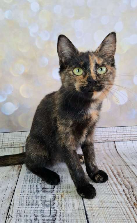 Кошки в Москве: Черепаховый котёнок в добрые руки  Девочка, Бесплатно - фото 3