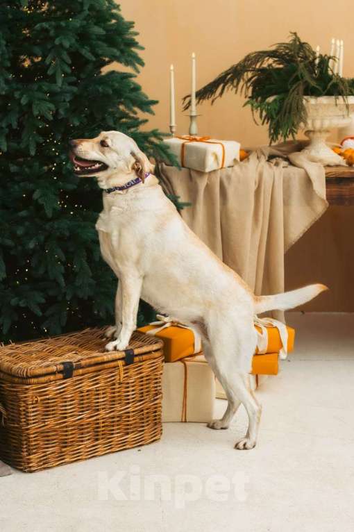 Собаки в Москве: Лабрадуринка Сия ищет дом Девочка, Бесплатно - фото 10