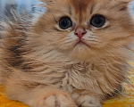 Кошки в Самаре: Шотландская золотая шиншилла мальчик Мальчик, 35 000 руб. - фото 2